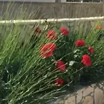 Miro Апартаменты
