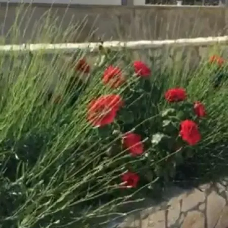 Miro Apartament